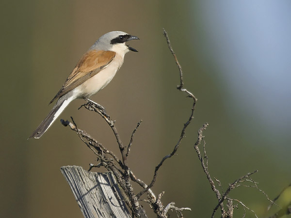 Pikkulepinkäinen, Red-backed Shrike, Lanius collurio
